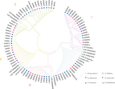 Comprehensive genomic identification of cotton starch synthase genes reveals that GhSS9 regulates drought tolerance